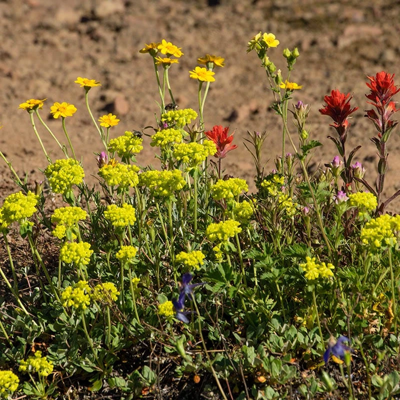 Sulphur-flower Buckwheat 3 Sulphur-flower Buckwheat - Image 3