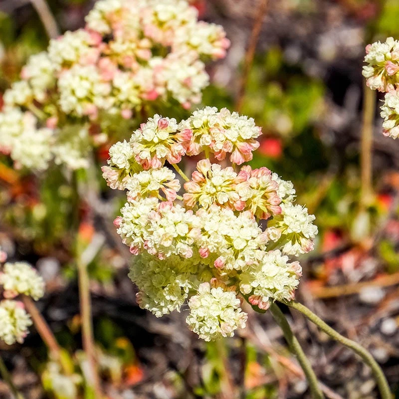 Sulphur-flower Buckwheat 4 Sulphur-flower Buckwheat - Image 4