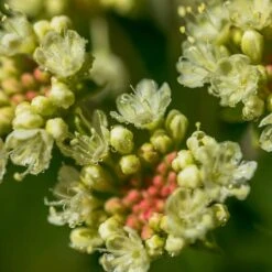 Sulphur-flower Buckwheat 9 Sulphur-flower Buckwheat -High Country Gardens Shop eriogonum umbellatum5