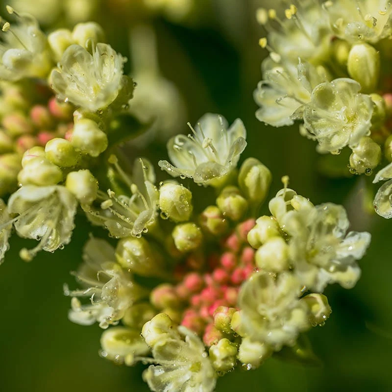 Sulphur-flower Buckwheat 5 Sulphur-flower Buckwheat - Image 5