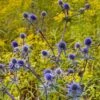 Blue Glitter Sea Holly (Eryngium) -High Country Gardens Shop eryngium blue glitter web