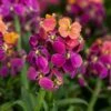 Erysistible™ Tricolor Wallflower 9 Erysistible™ Tricolor Wallflower -High Country Gardens Shop erysistible tricolor wallflower 1