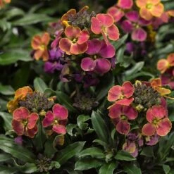 Erysistible™ Tricolor Wallflower -High Country Gardens Shop erysistible tricolor wallflower 2