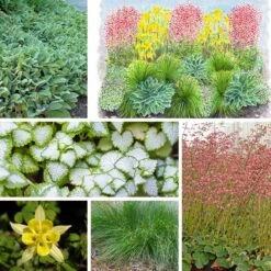 Fabulous Flowers & Foliage Shade Pre-Planned Garden -High Country Gardens Shop fabulous flowers foliage collage