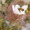 Apache Plume (Fallugia) 10 Apache Plume (Fallugia) -High Country Gardens Shop fallugia paradoxa bee seed head cropped 1 1