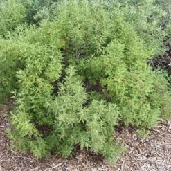 Fernbush (Chamaebatiaria) -High Country Gardens Shop fernbush foliage