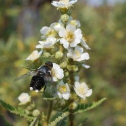 Fernbush (Chamaebatiaria) -High Country Gardens Shop fernbush pollinator bloom