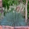 Siskiyou Blue Fescue Grass 8 Siskiyou Blue Fescue Grass -High Country Gardens Shop festuca idahoensis siskiyou blue 4