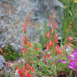 Firecracker Penstemon Richfield Strain -High Country Gardens Shop firecracker penstemon garden