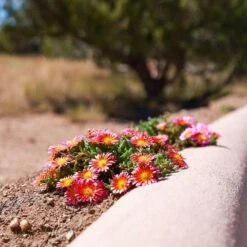 Fire Spinner® Ice Plant -High Country Gardens Shop firespinner delosperma andrea nm 1