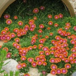 Fire Spinner® Ice Plant -High Country Gardens Shop firespinner delosperma donnahansen contest