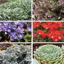 FireSmart Collection - Zone 1 -High Country Gardens Shop firewise collection 1 9 18 2025