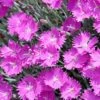 Firewitch Dianthus -High Country Gardens Shop firewitch dianthus garden pinks 3