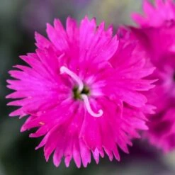 Firewitch Dianthus -High Country Gardens Shop firewitch dianthus 2