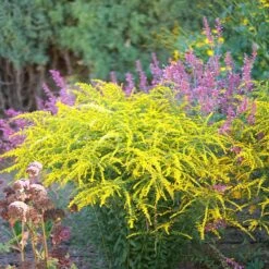 Fireworks Goldenrod (Solidago) -High Country Gardens Shop fireworks solidago 2