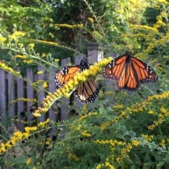 Fireworks Goldenrod (Solidago) -High Country Gardens Shop fireworks solidago 3
