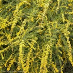 Fireworks Goldenrod (Solidago) -High Country Gardens Shop fireworks solidago 4