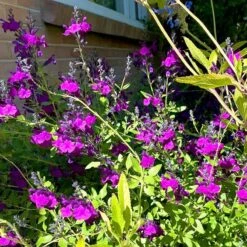 FlowerKisser® Dark Shadows Salvia -High Country Gardens Shop flower kisser dark shadows pr 1