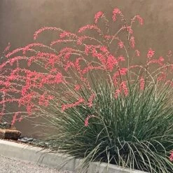 Habitat Hero Birdwatcher Pre-Planned Garden -High Country Gardens Shop flowerkisser weeping pink texas yucca hesperaloe garden 1