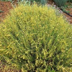 FlowerKisser® Citrus Surprise Penstemon -High Country Gardens Shop flowerkisser citrus surprise penstemon sq 1