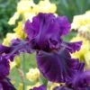Desert Sky Bearded Iris Collection -High Country Gardens Shop for veronica desert sky coll