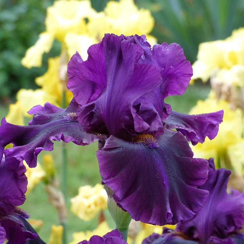 Desert Sky Bearded Iris Collection 1 Desert Sky Bearded Iris Collection