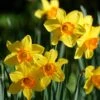 Endless Daffodil Bulb Collection -High Country Gardens Shop fortisimo large cupped daffodil cropped