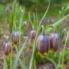 Fox's Grape Fritillary -High Country Gardens Shop fox grape fritillary 1