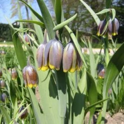 Fox's Grape Fritillary -High Country Gardens Shop fox grape fritillary 3