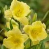 Fragrant Returns Reblooming Daylily 9 Fragrant Returns Reblooming Daylily -High Country Gardens Shop fragrant returns daylily hero