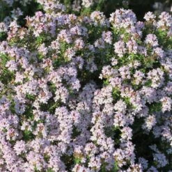 Fredo Garden Thyme -High Country Gardens Shop fred garden thyme 2