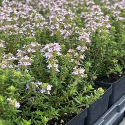 Fredo Garden Thyme -High Country Gardens Shop fredo 277435343 3057198607868388 4046569839549898104 square