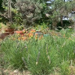 FREEDA® Caterpillar Grass 5 FREEDA® Caterpillar Grass -High Country Gardens Shop freeda caterpillargrass kniphofia