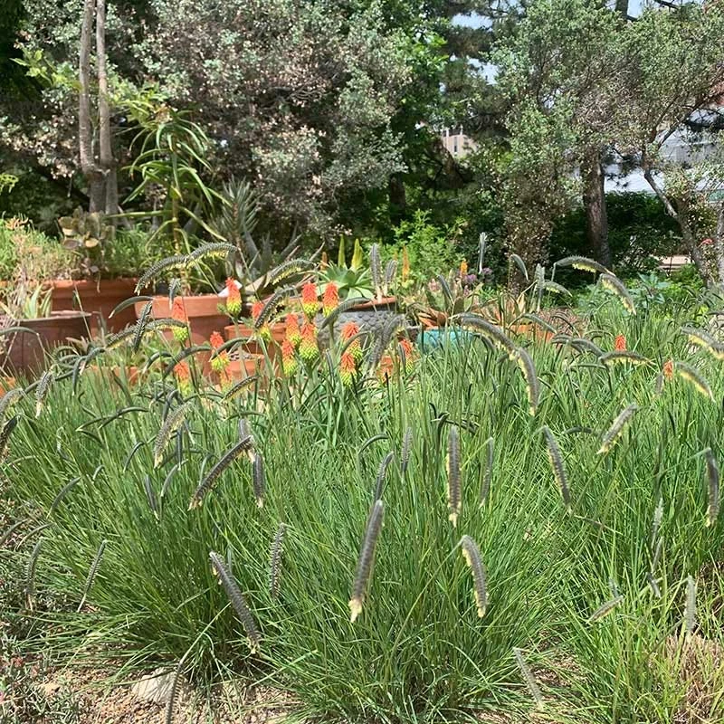 FREEDA® Caterpillar Grass 3 FREEDA® Caterpillar Grass - Image 3