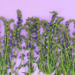 Blue Hyssop (Hyssopus) -High Country Gardens Shop fresh hyssop hyssopus officinalis 1