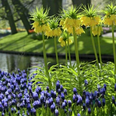 Yellow Crown Imperial 3 Yellow Crown Imperial - Image 3