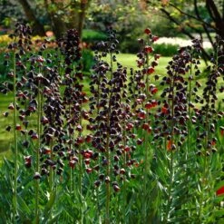 Stranger Than Fiction Flower Bulb Collection -High Country Gardens Shop fritillaria persica persian lily garden cropped 2