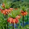 Red Crown Imperial -High Country Gardens Shop fritillariared 1