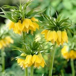 Yellow Crown Imperial 10 Yellow Crown Imperial -High Country Gardens Shop fritillariayellow1 1