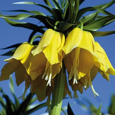 Yellow Crown Imperial 4 Yellow Crown Imperial - Image 4