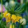 Deer & Rodent Resistant Bulb Collection -High Country Gardens Shop fritilliaria yellow crown imperial 1