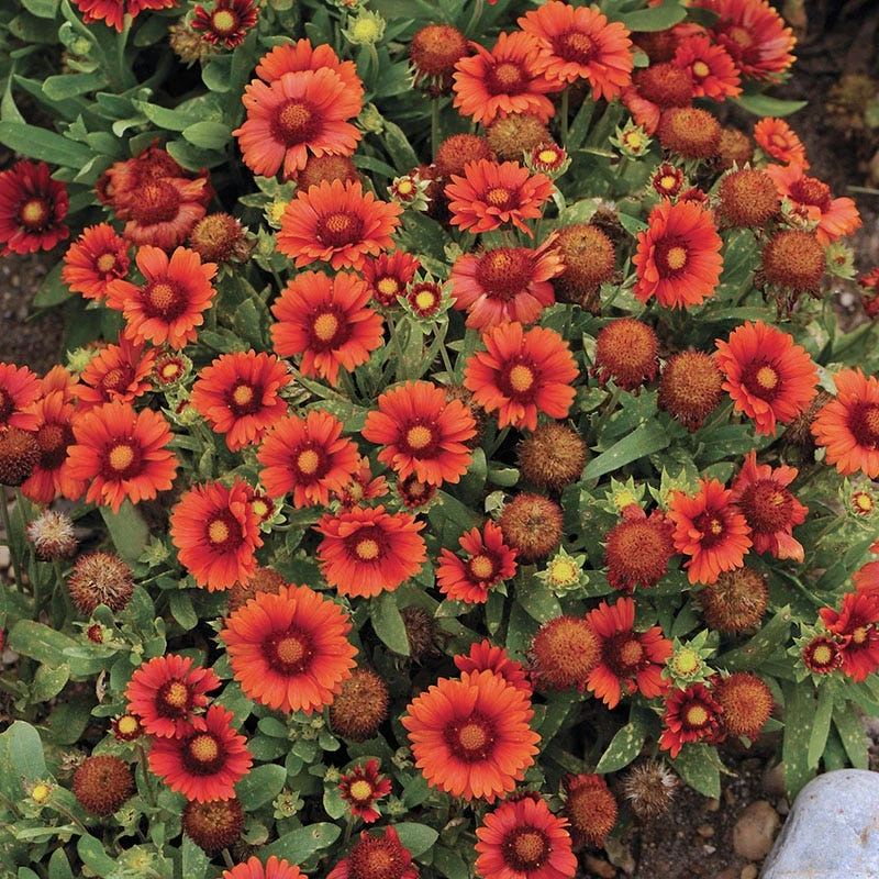 Arizona Red Shades Gaillardia 2 Arizona Red Shades Gaillardia - Image 2