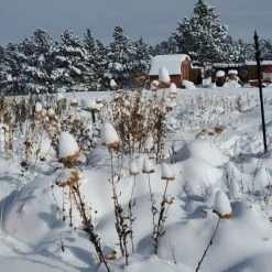 Coronation Gold Yarrow -High Country Gardens Shop garden in snow dianeoneil