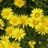 Colorado Gold® Gazania -High Country Gardens Shop gazania linearis colorado gold treassure flower