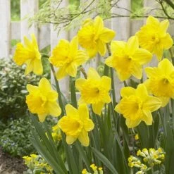 Gigantic Star Large Cupped Daffodil -High Country Gardens Shop gigantic star daffodil narcissus cropped 1