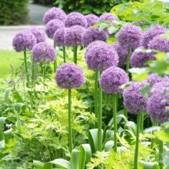Stranger Than Fiction Flower Bulb Collection -High Country Gardens Shop globemaster allium cropped