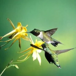 Golden Spur Columbine -High Country Gardens Shop golden spur columbine aquilegia