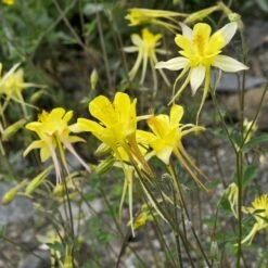 Golden Spur Columbine -High Country Gardens Shop golden spur columbine aquilegia