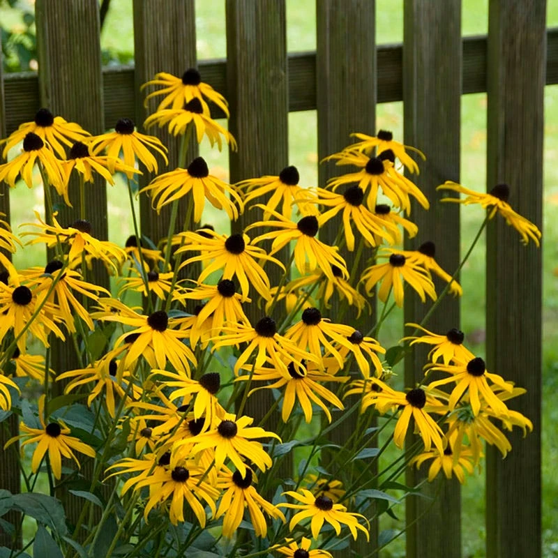 Goldsturm Black Eyed Susan 5 Goldsturm Black Eyed Susan - Image 5