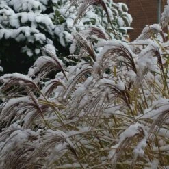 Gracillimus Miscanthus Grass -High Country Gardens Shop gracillimus miscanthus grass